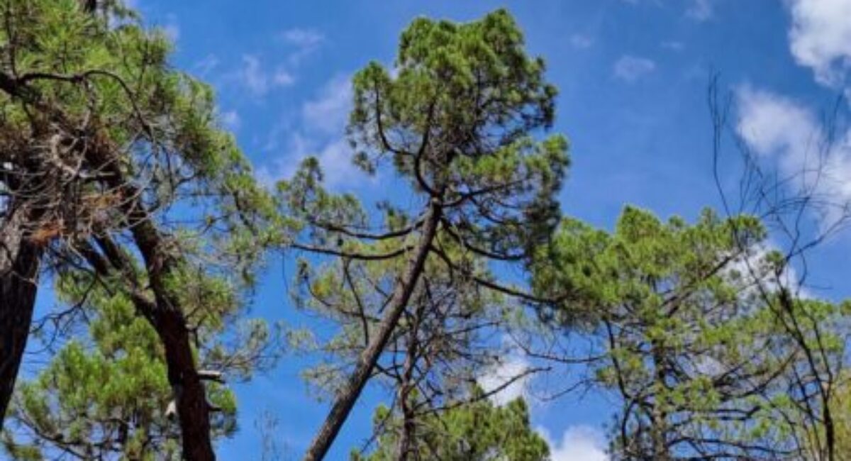 TRAMO-5-desde-Torrealta-a-Castielfabib-por-la-ruta-del-Rodeno1-scaled TRAMO-5-desde-Torrealta-a-Castielfabib-por-la-ruta-del-Rodeno1-scaled