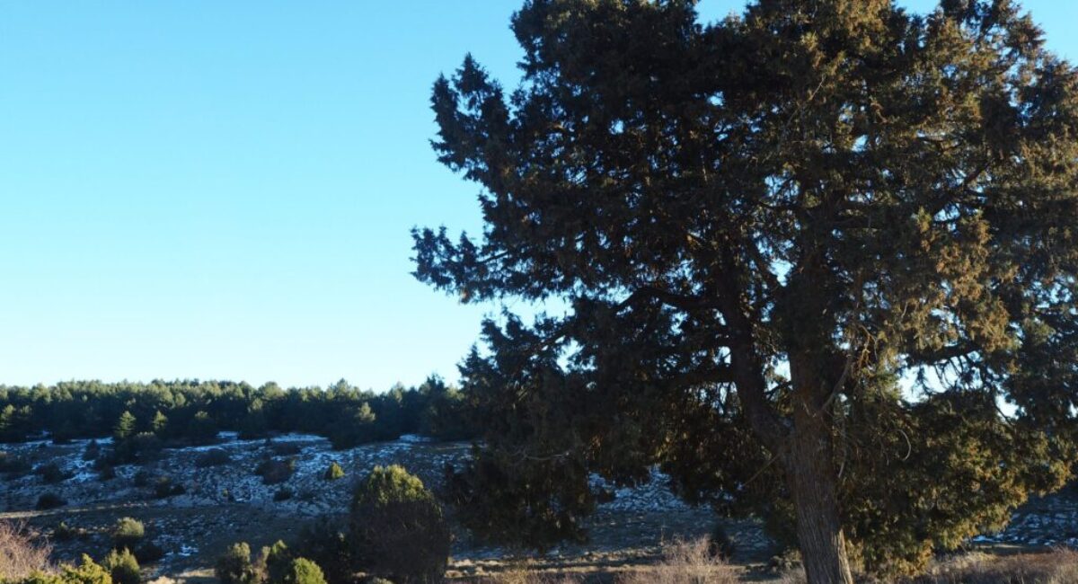 TRAMO-6-desde-Castielfabib-a-Arroyo-Cerezo-por-la-Nava3-scaled TRAMO-6-desde-Castielfabib-a-Arroyo-Cerezo-por-la-Nava3-scaled