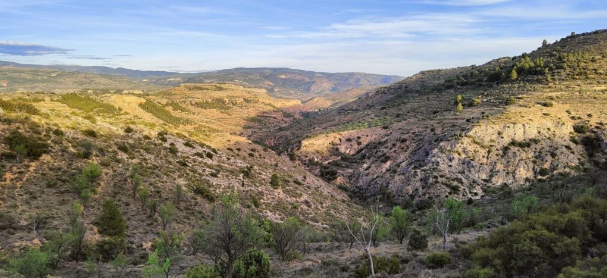 camino-del-oro-verde6 camino-del-oro-verde6