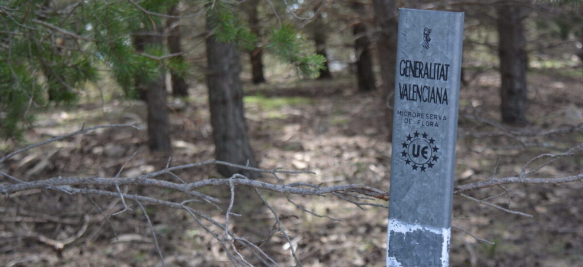 crestas-de-los-3-reinos-4-scaled crestas-de-los-3-reinos-4-scaled