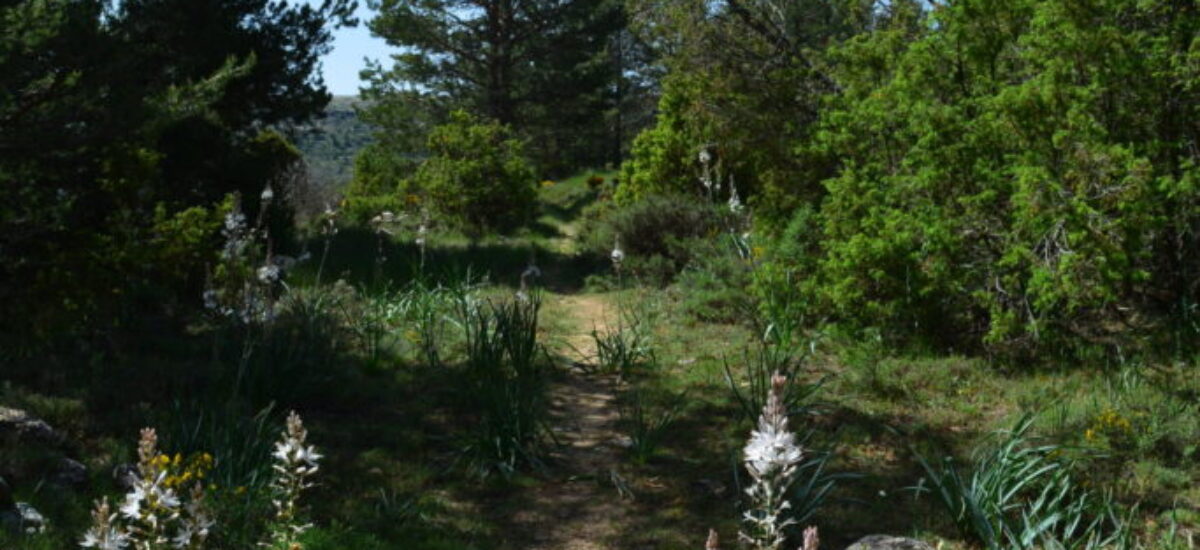 crestas-de-los-3-reinos-8-scaled crestas-de-los-3-reinos-8-scaled