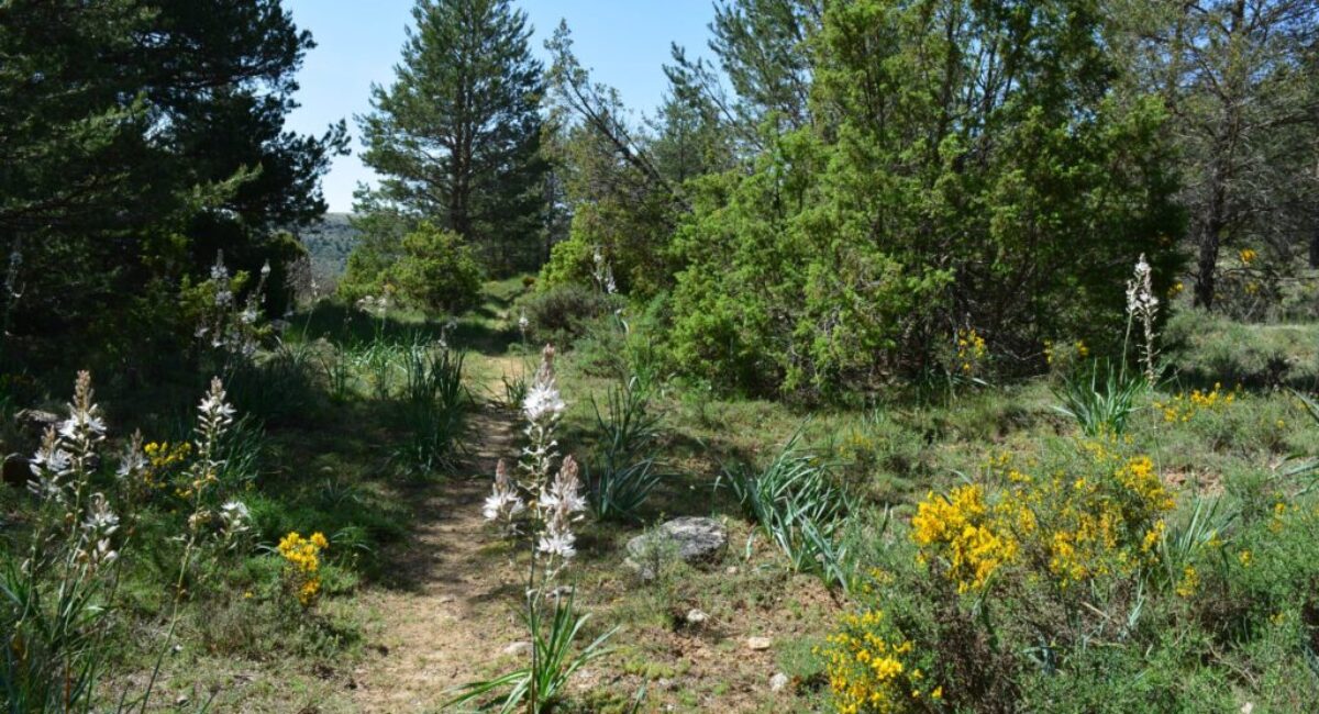 ruta-btt-cruz-de-los-3-reinos10-scaled ruta-btt-cruz-de-los-3-reinos10-scaled