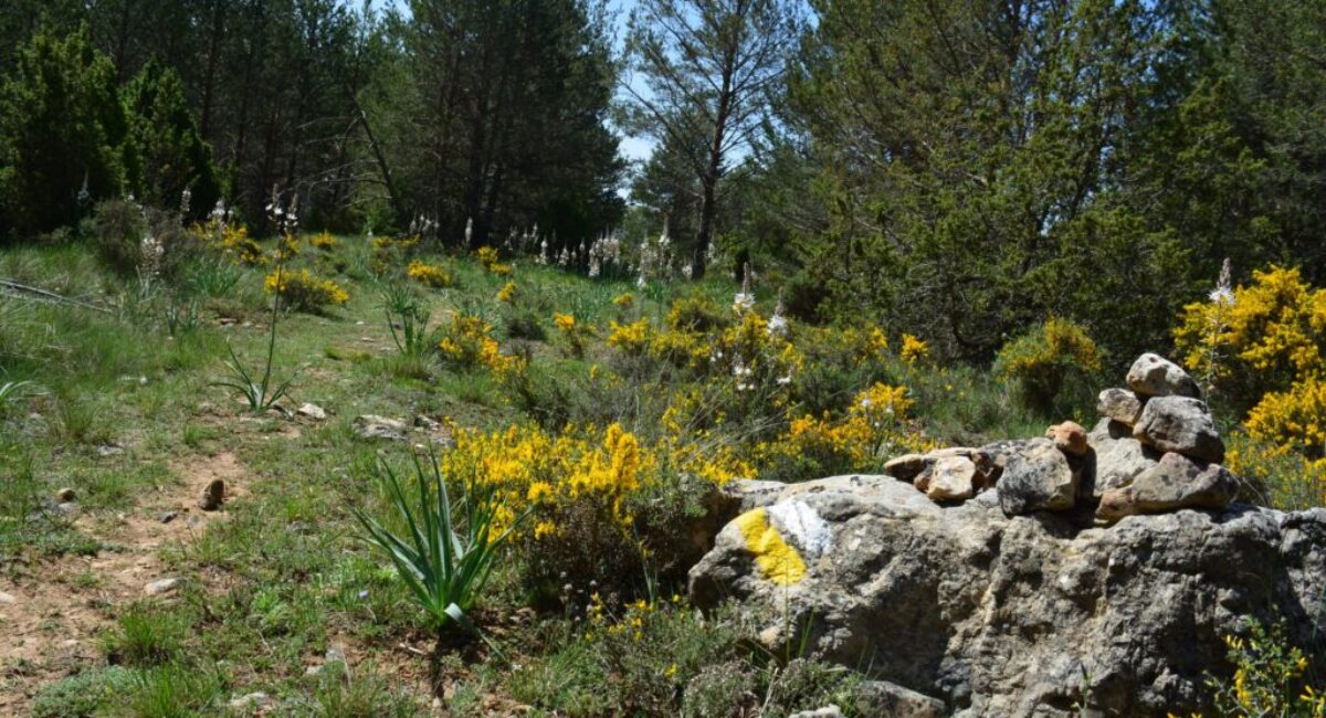 ruta-btt-cruz-de-los-3-reinos11-scaled ruta-btt-cruz-de-los-3-reinos11-scaled