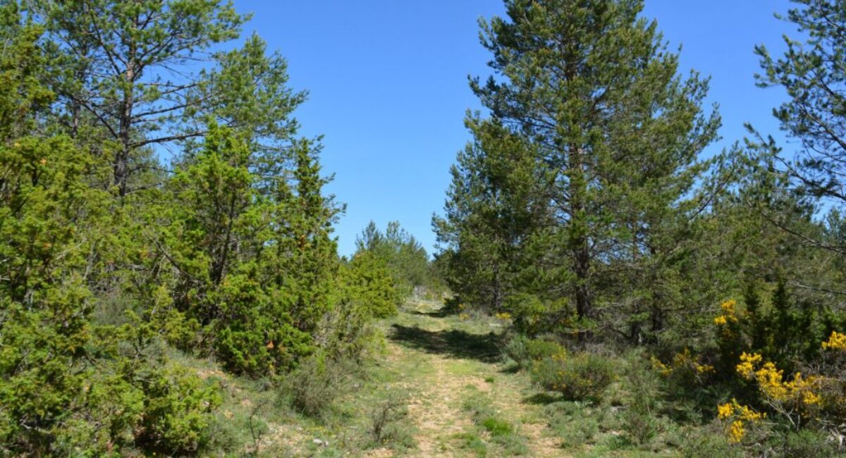 ruta-btt-cruz-de-los-3-reinos13-scaled ruta-btt-cruz-de-los-3-reinos13-scaled