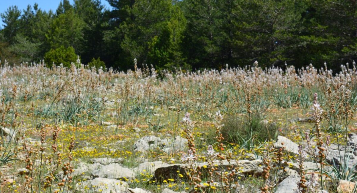 ruta-btt-cruz-de-los-3-reinos16-scaled ruta-btt-cruz-de-los-3-reinos16-scaled